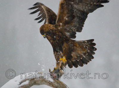 BB 08 0006 / Aquila chrysaetos / Kongeørn